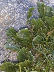 Caulerpa