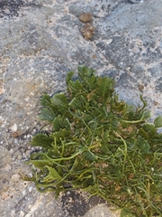Caulerpa