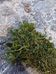 Caulerpa