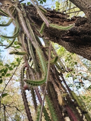 Pfeiffera ianthothele