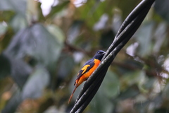 Pericrocotus flammeus