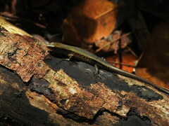Eutropis multifasciata