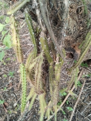 Pfeiffera ianthothele