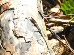 Eutropis multifasciata