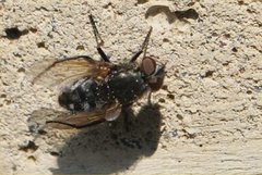 Diptera