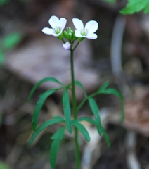 Cardamine trifida