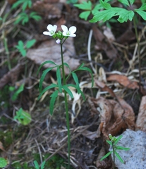 Cardamine trifida