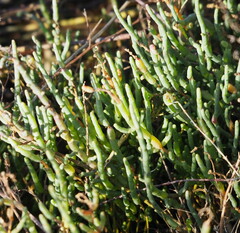 Salicornia