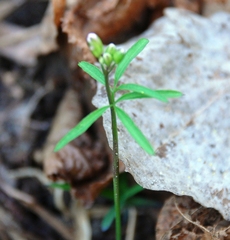 Cardamine trifida