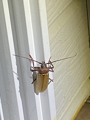 Agrianome spinicollis