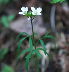 Cardamine trifida