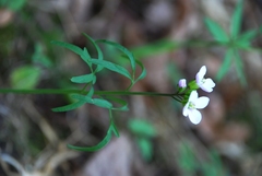 Cardamine trifida