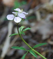 Cardamine trifida