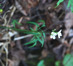 Cardamine trifida