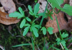 Cardamine trifida