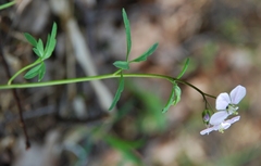 Cardamine trifida