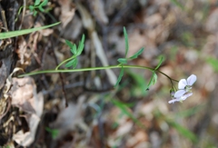 Cardamine trifida