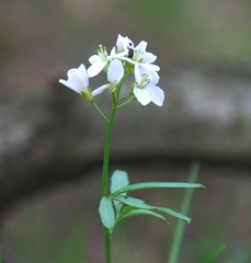Cardamine trifida