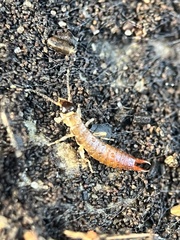 Euborellia annulipes