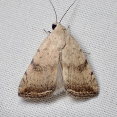 Micrathetis triplex