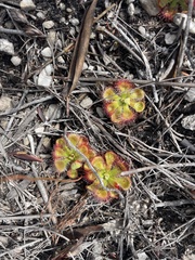 Drosera xerophila