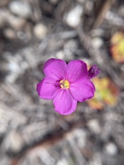 Drosera xerophila