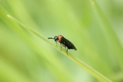 Eutomostethus ephippium