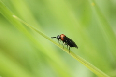 Eutomostethus ephippium