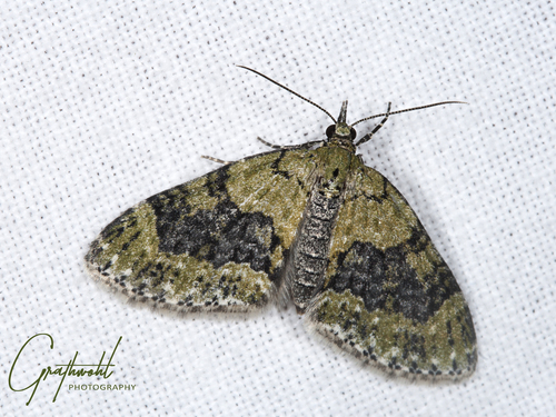 Yellow-barred Brindle