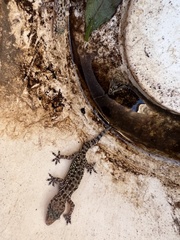 Hemidactylus turcicus