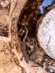 Hemidactylus turcicus