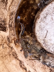 Hemidactylus turcicus