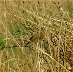 Sporophila ruficollis