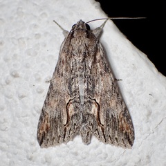 Melipotis acontioides