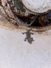 Hemidactylus turcicus