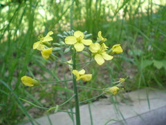 Brassica oleracea