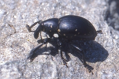 Liparus glabrirostris