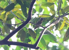 Kurochkinegramma hypogrammicum