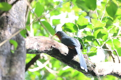 Zanclostomus javanicus