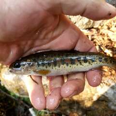 Oncorhynchus clarkii