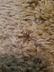 Selenops submaculosus