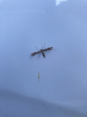 Anstenoptilia marmarodactyla