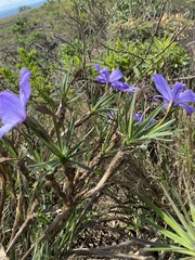 Vellozia compacta