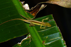 Anolis krugi