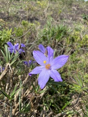 Vellozia compacta