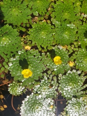 Ludwigia sedoides