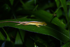 Anolis krugi