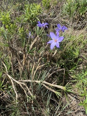 Vellozia compacta