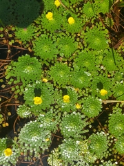 Ludwigia sedoides