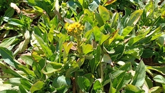Packera toluccana